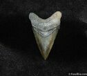 Angustiden Shark Tooth Fossil #155-2